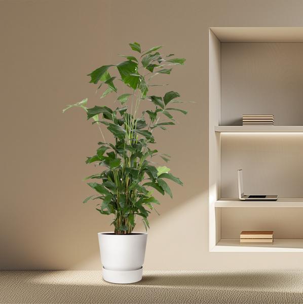 Caryota Mitis - 160 cm - ø31