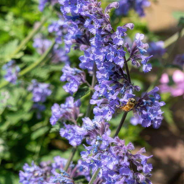 Nepeta 'Six Hills Giant' - ↕10-25cm - Ø9cm - 6x