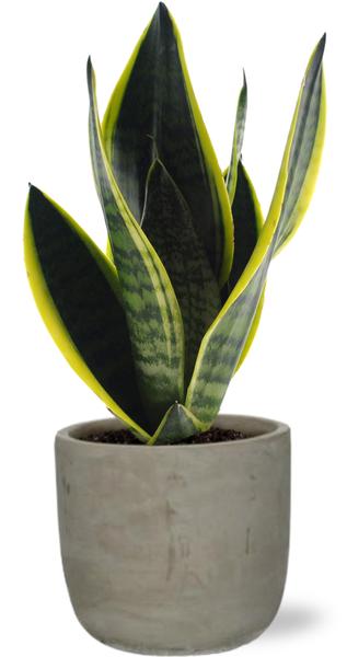 Sansevieria Futura Superba - Ø12cm - ↕30cm + Stone Rond D13,5x13cm - Grijs