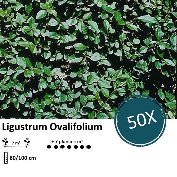 Ligustrum Ovalifolium - Racine nue - 80/100 - 50x