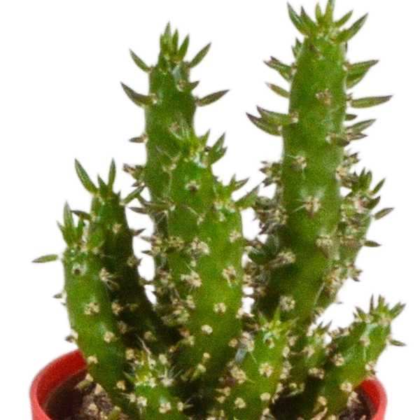 Cactus mix 5.5 cm - 5x - in gekleurde plasticpot