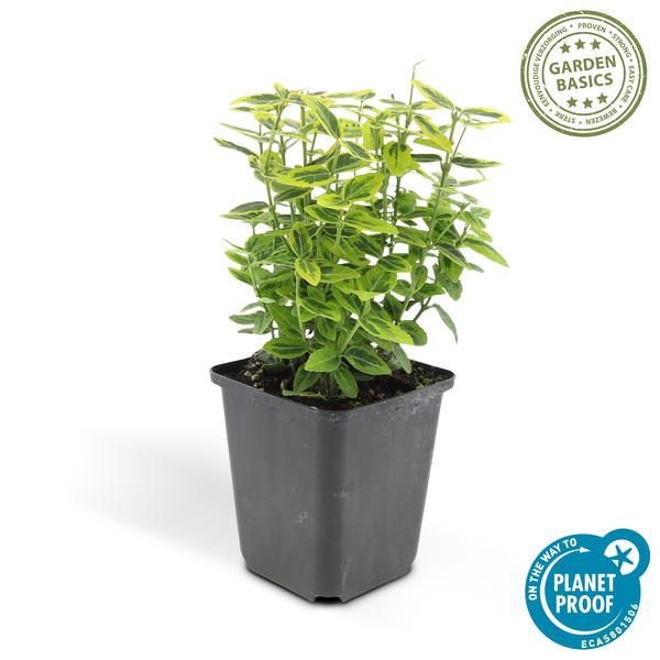 Euonymus fort. 'Emerald 'n Gold’ - ↕10-25cm - Ø9cm - 60x