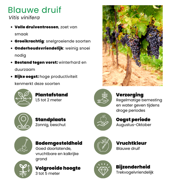 "Fruit oasis" BIO Mélange de plantes fruitières ensemble de 5 types différents
