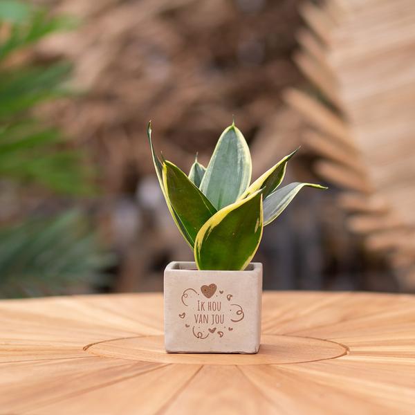 Congreetz® plantpots + Sansevieria | Ik hou van jou