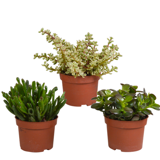 Mélange Crassula 10,5 cm - 3x - sans pot