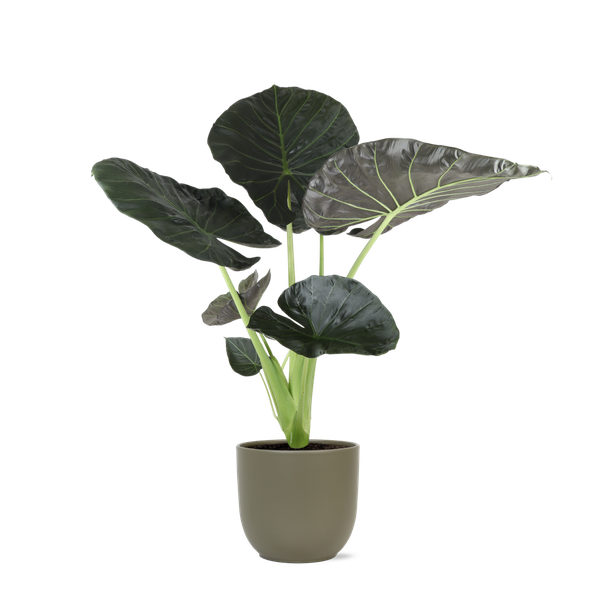 Alocasia Regal Shield Ø21cm - ↕100cm in Boule OLIJF pot