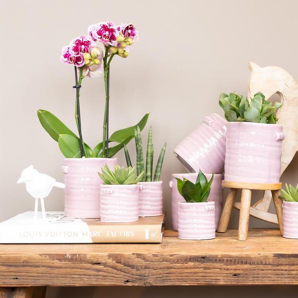 Orchidées colibris | Orchidée phalaenopsis violet rose - Salvador - taille du pot Ø9cm | plante d'intérieur à fleurs - fraîchement sortie du producteur