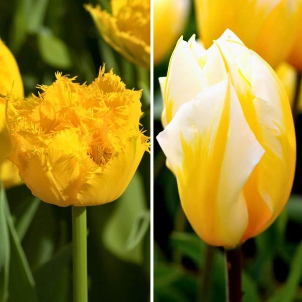 Flowerbulbs Amsterdam - Yellow Splash - 30 bulbes à fleurs - Taille 12+