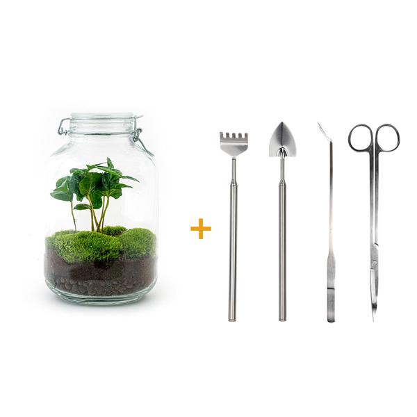 DIY terrarium - Jar - Coffea Arabica - ↕ 28 cm - Rake + Shovel + Tweezer + Scissors