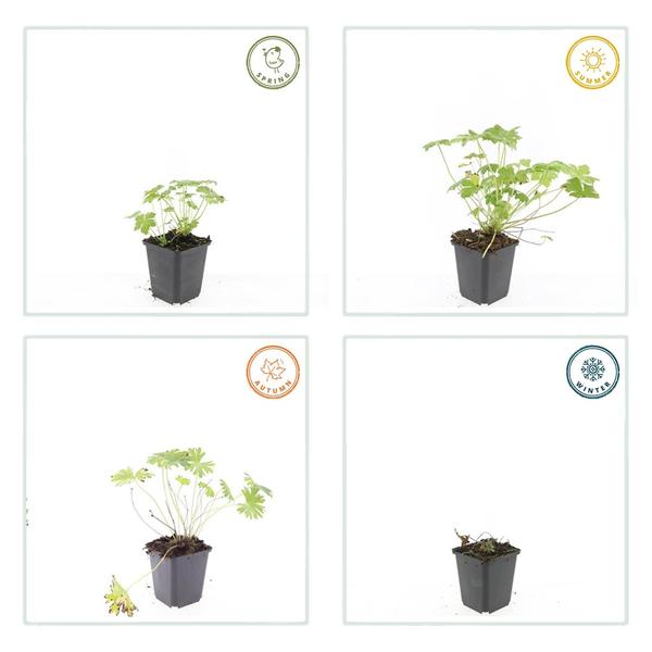 Geranium 'Tiny Monster' - ↕10-25cm - Ø9cm - 60x