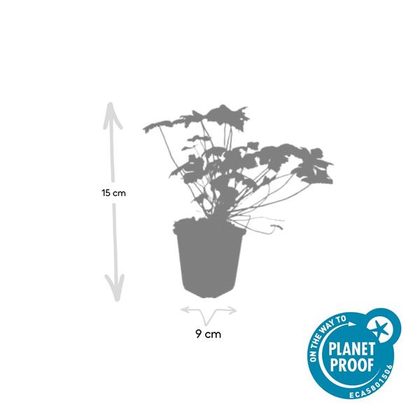 Geranium macr. 'Czakor' - ↕10-25cm - Ø9cm - 60x