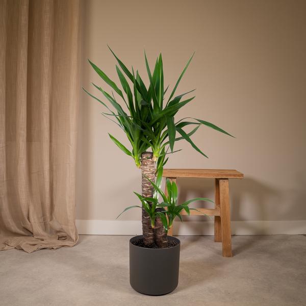 Yucca Éléphantipes - Ø17cm - ↕85cm