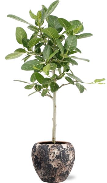 Ficus Benghalensis Petite Audrey - Ø21cm - ↕75cm + Doug Pot D24x22cm - Zwart Beige