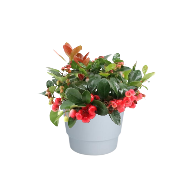 Gaultheria Pr. 'Big Berry' - Ø10cm - ↕15cm + Pot Basic D11.5x9cm - White