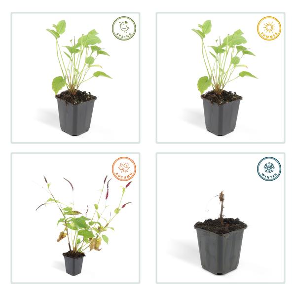 Persicaria amplexicaulis - ↕10-25cm - Ø9cm - 60x
