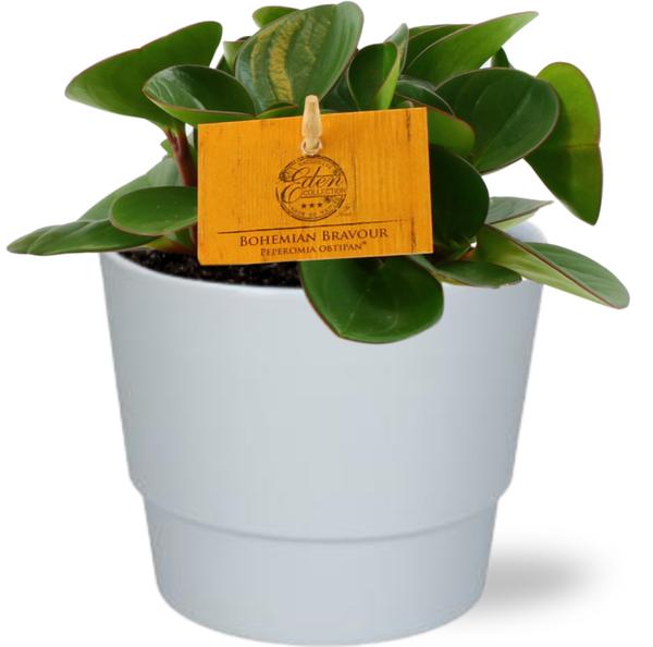 Peperomia Obtipan - Ø11cm - ↕15cm + Pot Basic D11,5x9cm - Wit
