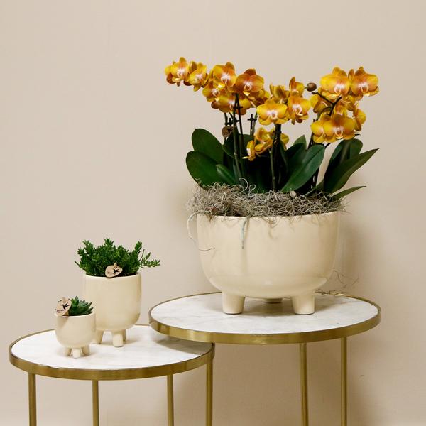 Kolibri Orchids | oranje plantenset in Gummy dish incl. waterreservoir | drie oranje orchideeën | Mono Bouquet oranje met zelfvoorzienend waterreservoir