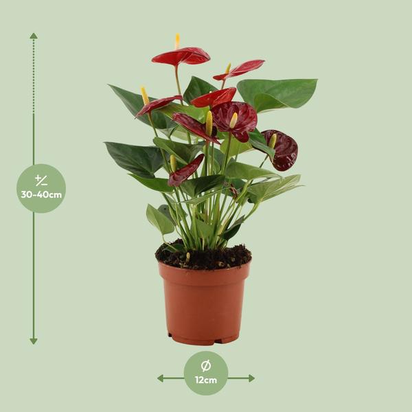 Anthurium Calon Dans Pochette Transparente - Ø12cm - ↕36cm