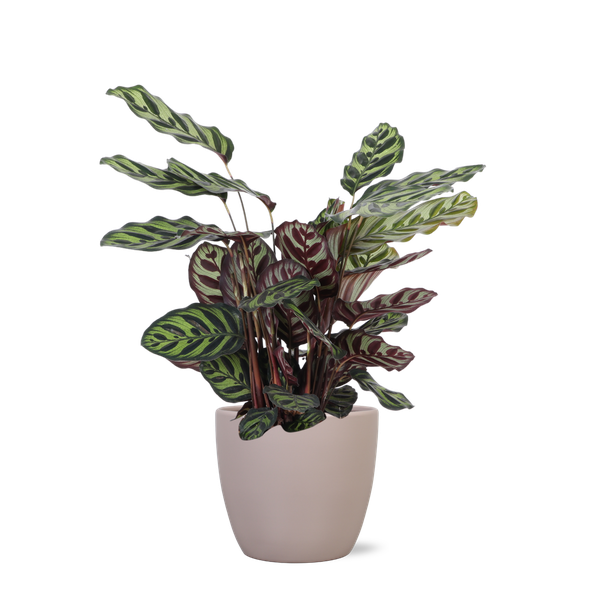 Calathea Makoyana Ø21cm - ↕70cm en pot Boule TAUPE