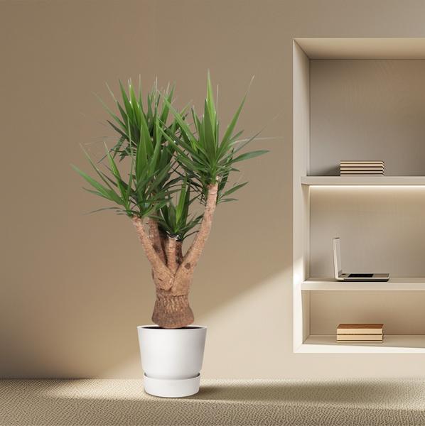 Yucca Elephantipes ramifié - 160 cm - ø34