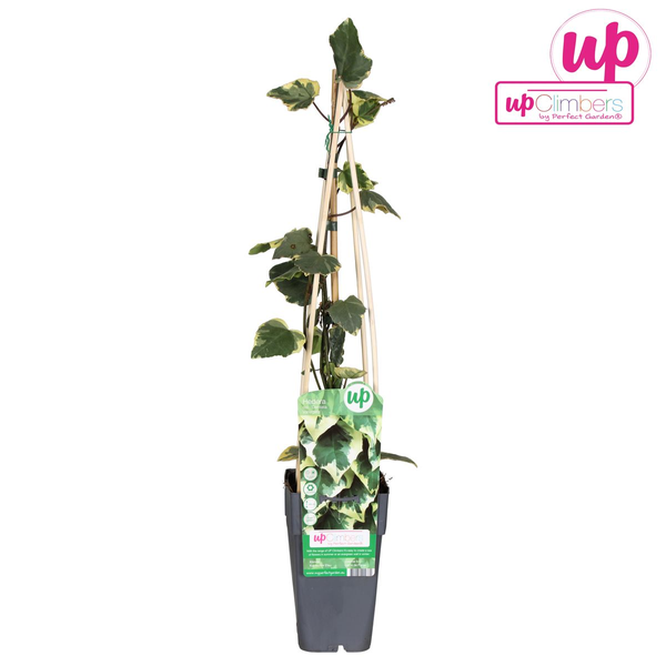 Hedera colchica 'Dentata Variegata' - Ø15cm - ↕65cm