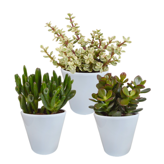 Crassula mix 8.5 cm - 3x - in witte pot