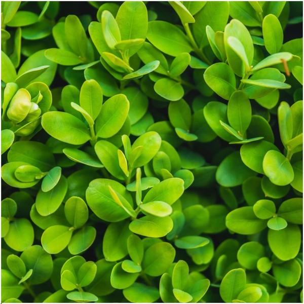 Haie de Buxus Sempervirens 1 mètre - ↨ 20 cm - 6 x Ø 12 cm
