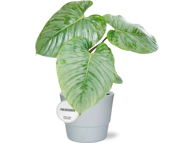 Philodendron Sodiroi - Ø15cm - ↕45cm + Pot Basic D16x13,5cm - Wit
