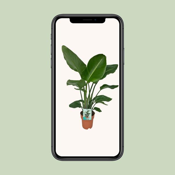 Strelitzia Nicolai - Plante Oiseau du Paradis - Ø19cm - ↕90cm
