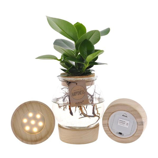 Clusia En Verre Convexe + Liège Click + LED - Ø12cm - ↕30cm