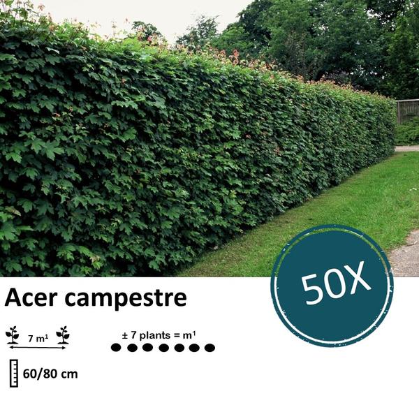Acer campestre - Racine nue - 60/80 - 50x
