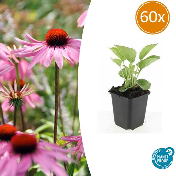 Echinacea p. 'Magnus' - ↕10-25cm - Ø9cm - 60x