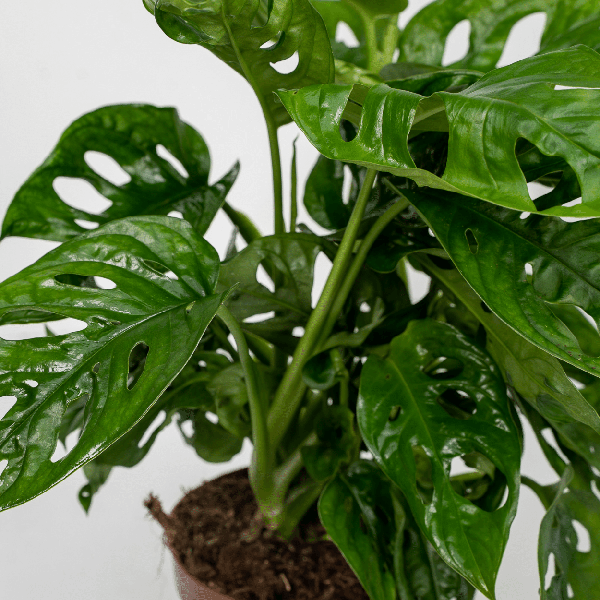 2x Monstera Monkey Leaf - Plante en trou - 30cm - ø12