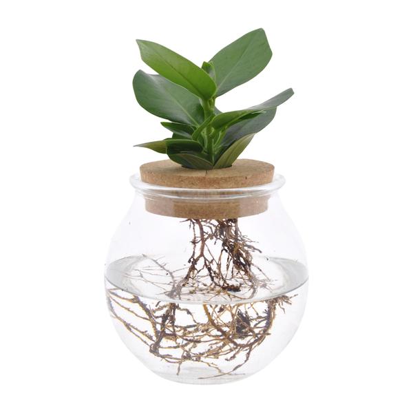 Clusia En Verre Convexe + Bouchon Click - Ø12cm - ↕30cm