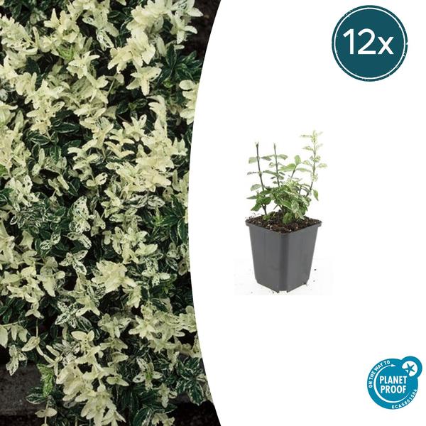 Forteresse d'Euonymus. 'Arlequin' - ↕10-25cm - Ø9cm - 12x