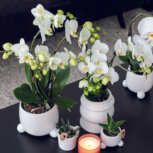 Orchidées colibris | COMBI DEAL de 2 orchidées Phalaenopsis blanches - Amabilis - taille du pot Ø9cm | plante d'intérieur à fleurs - fraîchement sortie du producteur