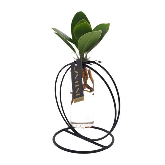 Clusia En Lima Verre + Fer - Ø5cm - ↕10cm