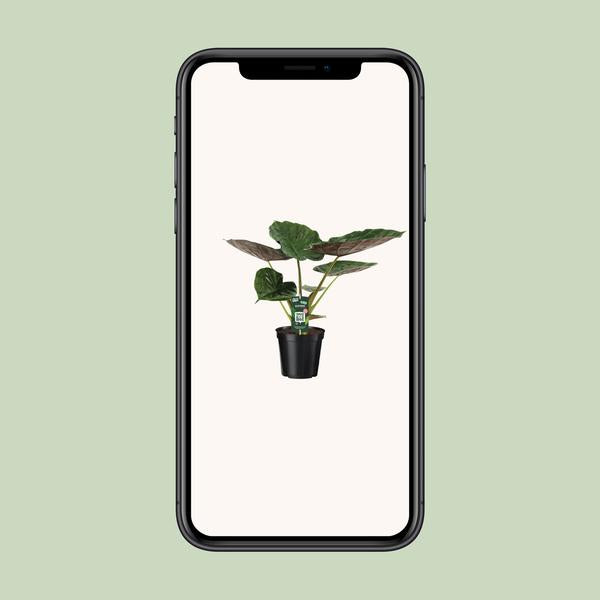 Alocasia Wentii - Oreille d'éléphant - Ø19cm - ↕70cm