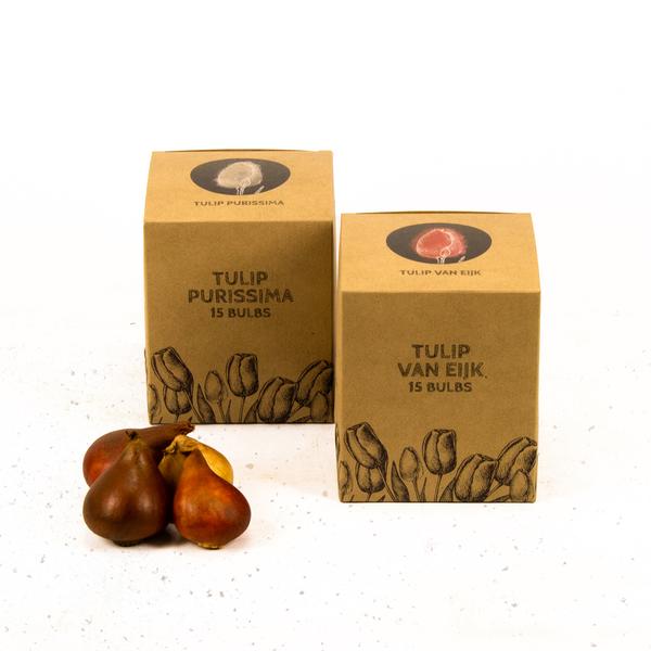 Flowerbulbs Amsterdam - Elly's Choice - 30 bulbes de fleurs - Taille 12+