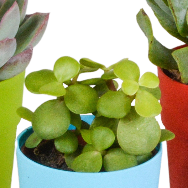 Vetplanten mix 5.5 cm - 5x - in gekleurde plasticpot