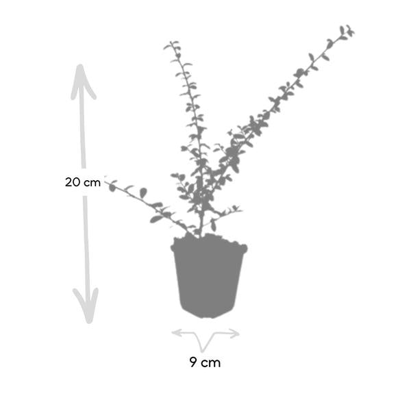 Cotoneaster suec. 'Coral Beauty' - ↕10-25cm - Ø9cm - 60x