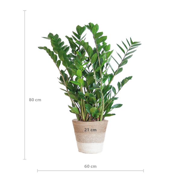 Zamioculcas Zamiifolia avec Panier Lisbonne blanc - 80cm - Ø21