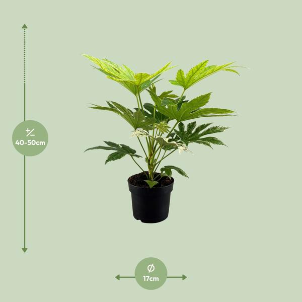 Toile d'araignée Fatsia Japonica - Ø17cm - ↕50cm
