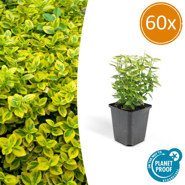 Euonymus fort. 'Emerald 'n Gold’ - ↕10-25cm - Ø9cm - 60x