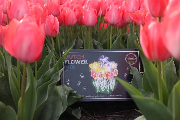 Flowerbulbs Amsterdam - Dutch Flower Mix - Boîte de luxe grande, 75 bulbes à fleurs pour 2 m2 de splendeur florale - Taille 12+