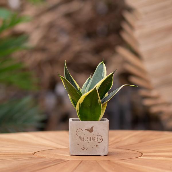 Congreetz® plantpots + Sansevieria | Veel sterkte