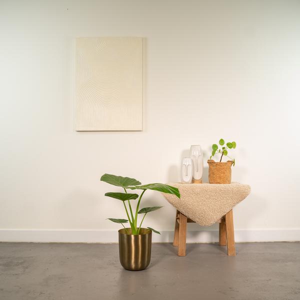Alocasia Macrorrhiza - Ø19cm - ↕70cm + Pot Mayk Or