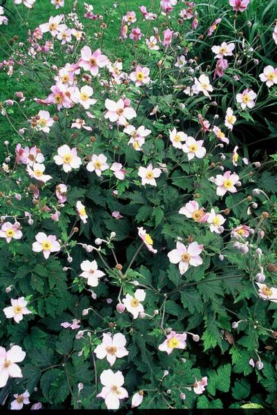 Anemone tom. 'Robustissima' - ↕10-25cm - Ø9cm - 60x