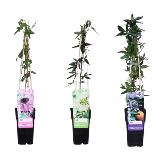 3x - Mélange de passiflore - ↨65cm - Ø15