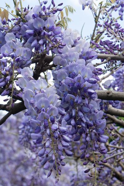 Glycine sinensis 'Prolific' - Glycine - Ø15cm - ↕65cm